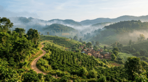 Coffee plantations and mist-covered hills in Araku Valley Andhra Pradesh