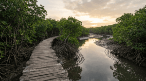 Wooden boardwalk through Coringa mangrove forest near Kakinada Andhra Pradesh