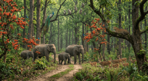 Dense Sal forests and wildlife including elephants and deer in Jharkhand.