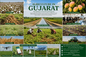 Agriculture of Gujarat featuring cotton fields, groundnut farms, Kesar mango orchards, Narmada Canal irrigation, Amul dairy, and modern farming.